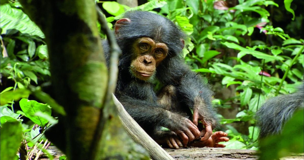 Oscar in Chimpanzee.