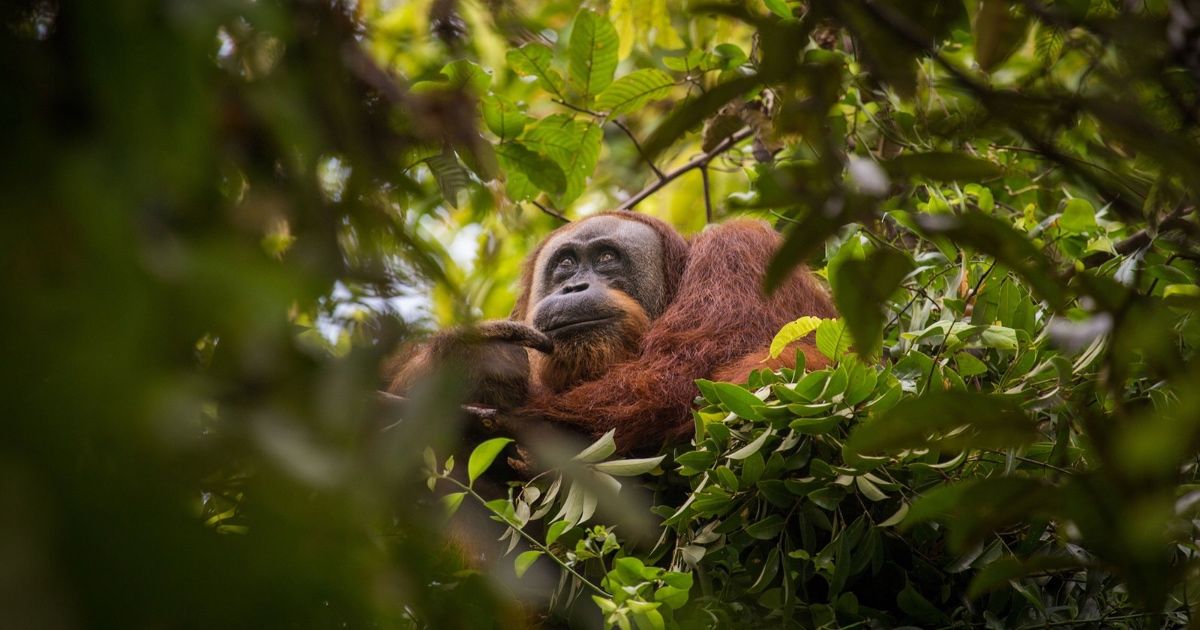 Orang-outan sur notre planète.