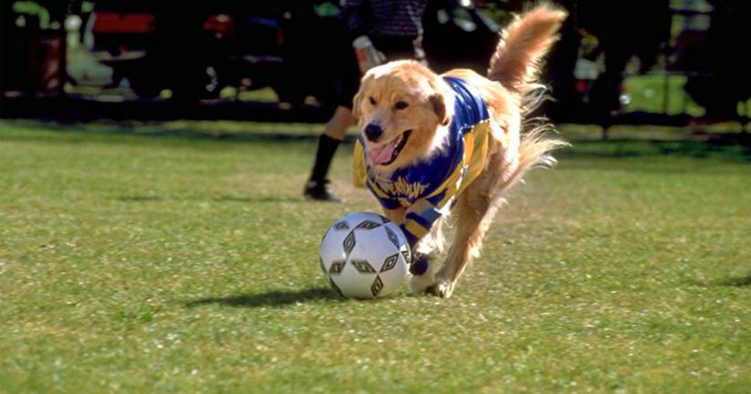 Air Bud: A Guide to the Delightfully Dumb, Surprisingly Long Franchise