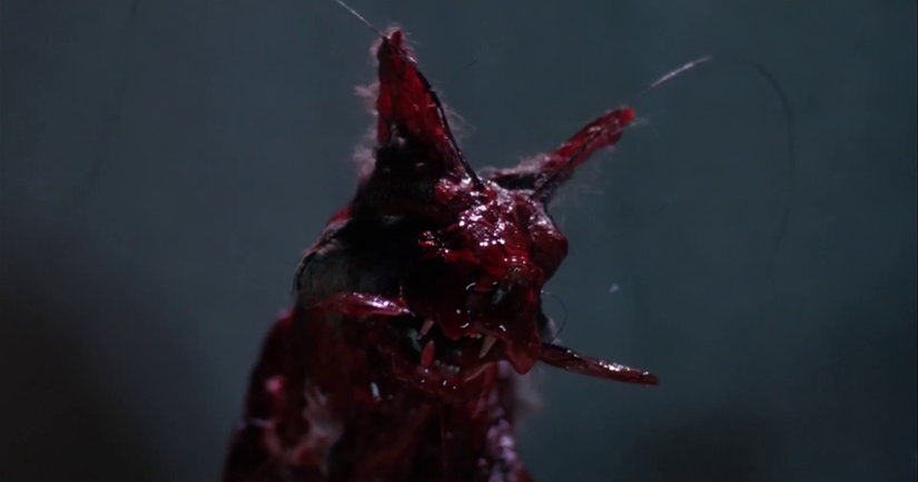 The Best Horror Movies About Killer Bugs, Ranked
