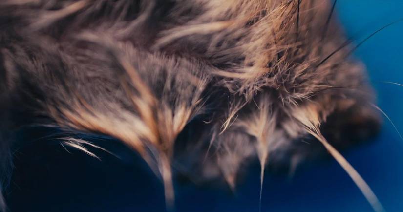 Exclusive: Johannes Grenzfurthner Discusses Acclaimed Experimental ...