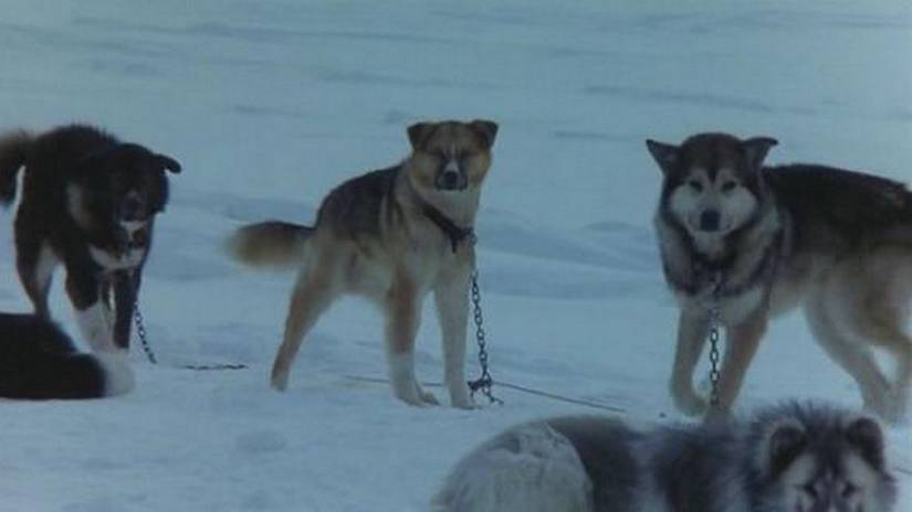 Husky dogs in Antarctica