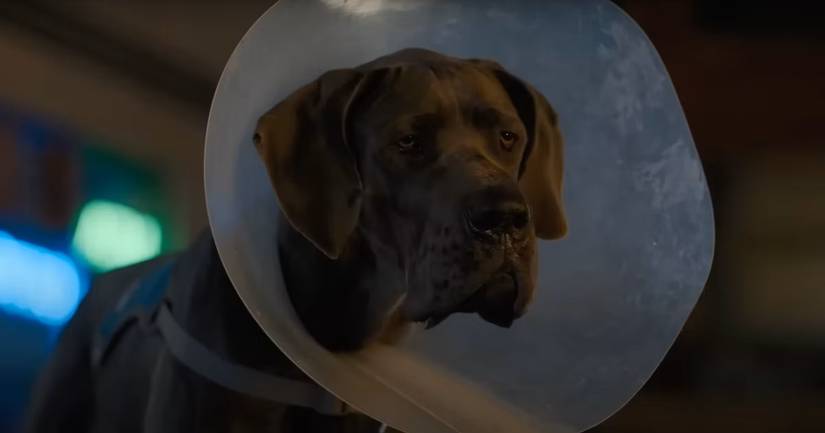 Strays: Funniest Moments, Ranked