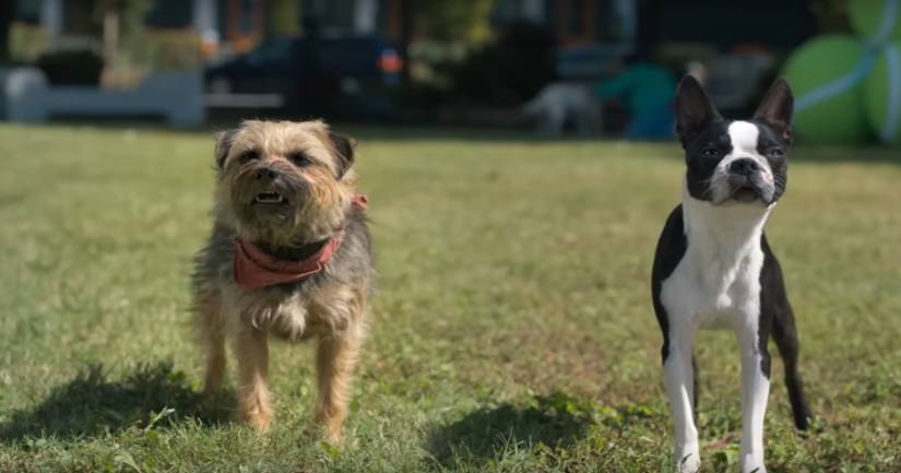 Strays: Funniest Moments, Ranked