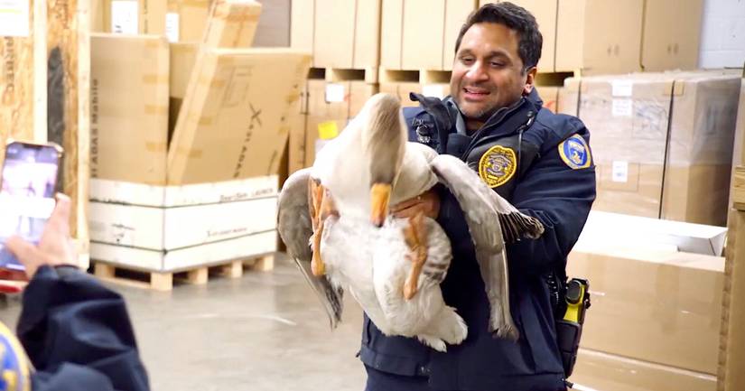 Animal Control Vicky Animal Control Cast and Character Guide