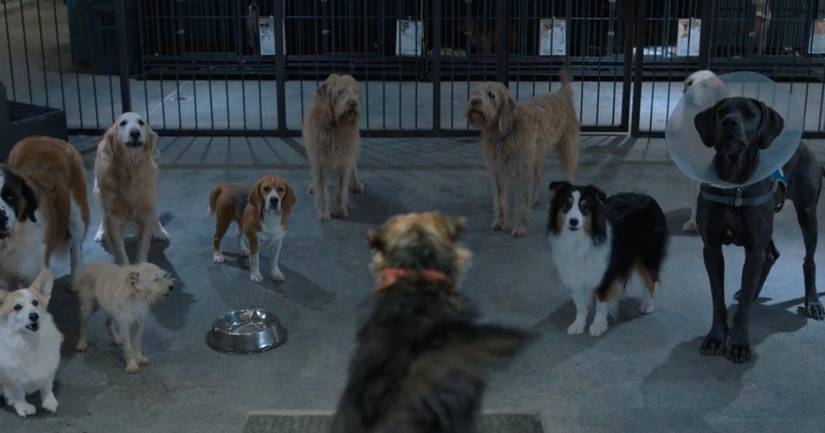 Strays: Funniest Moments, Ranked