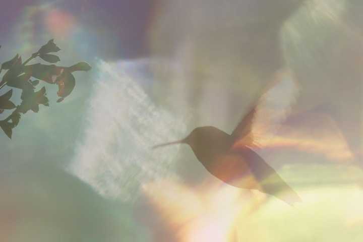 Hummingbird Documentary Every Little Thing | MovieWeb
