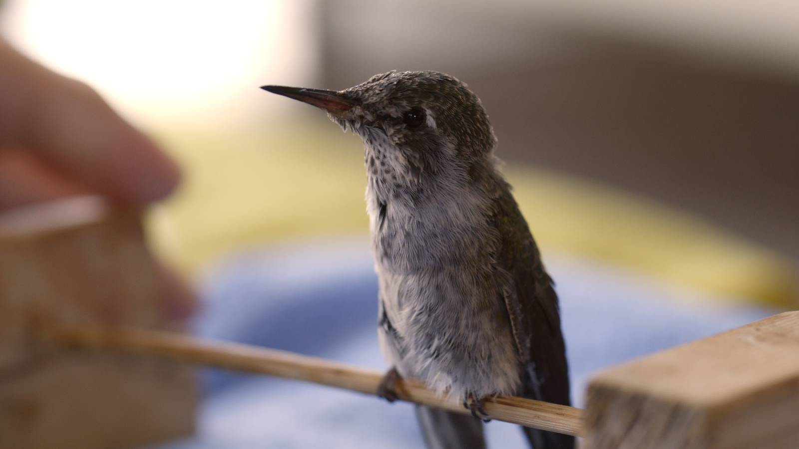 Hummingbird Documentary 'Every Little Thing' Review | Hummingbirds & Healers