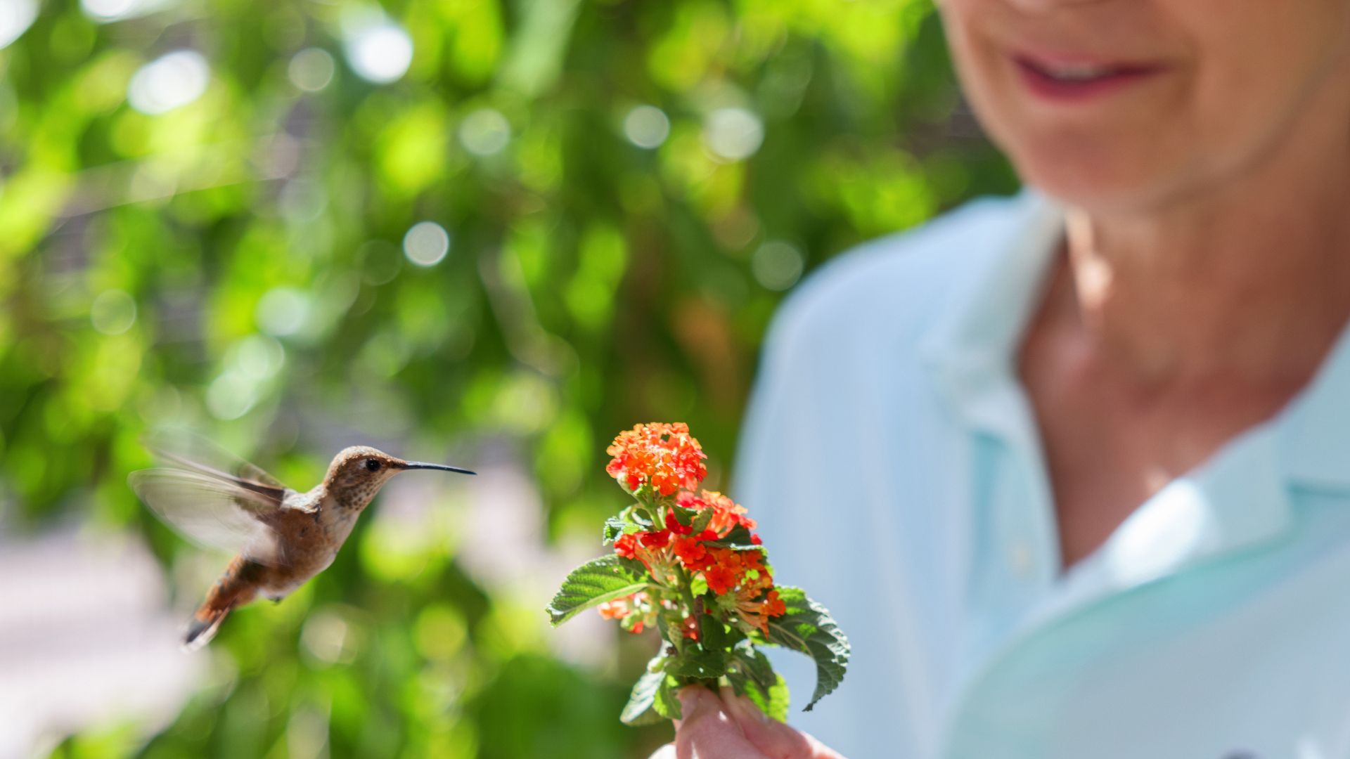 'Every Little Thing' Review | Hummingbirds & Healers