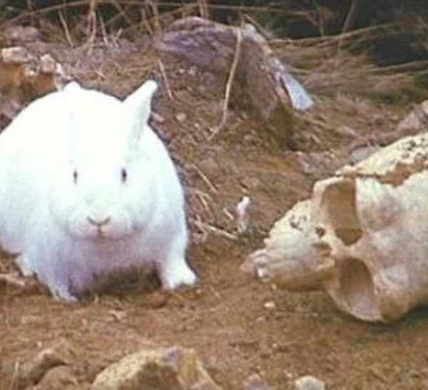 Monty Python Rabbit Jpg 50 Years Ago, Monty Python Changed Comedy Forever