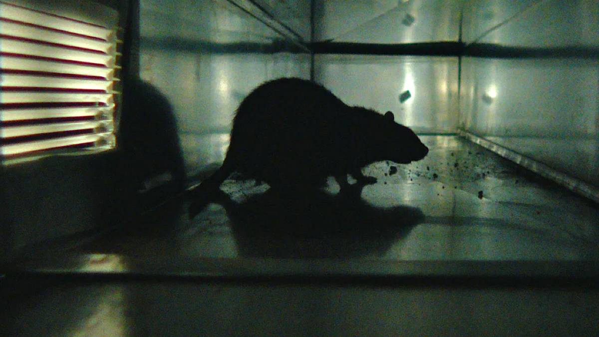 Lionsgate and 'Pitch Perfect' Producer to Collaborate on Rat Horror Flick