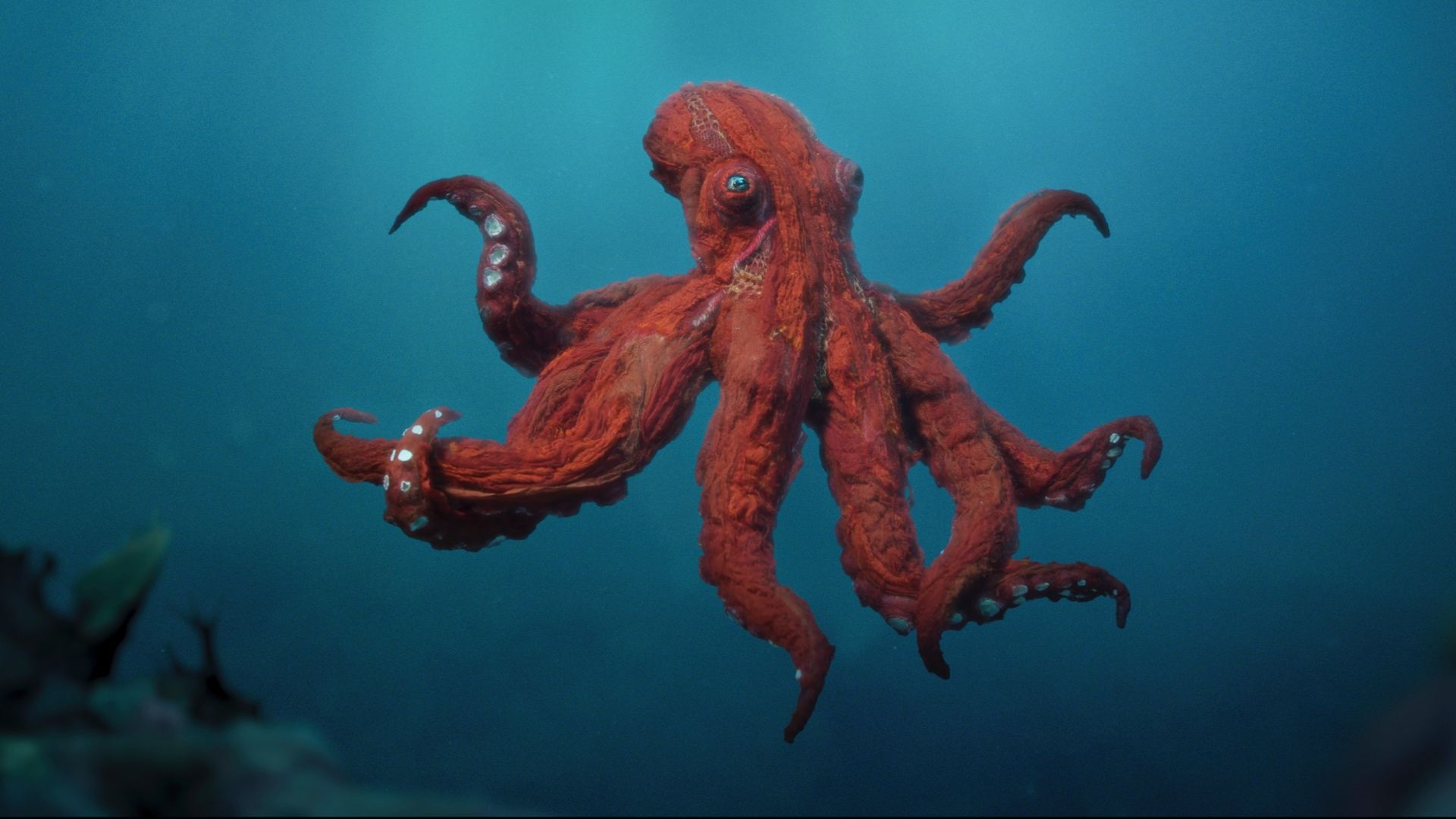 'Octopus' Review: Phoebe Waller-Bridge Narrates Breezy Nature Doc