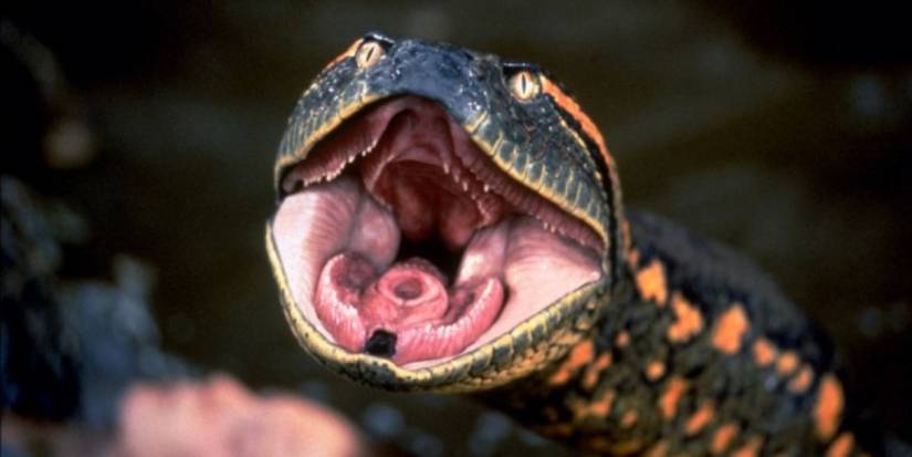 A snake showing its teeth in Anaconda