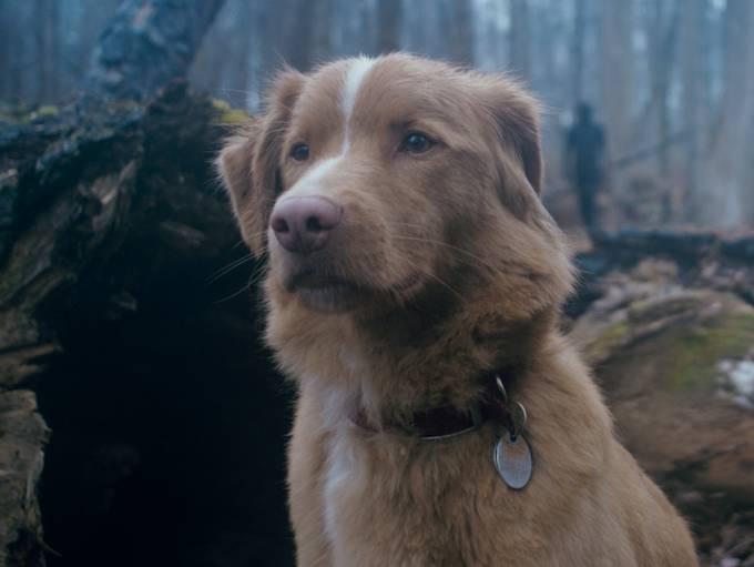 Good Boy Movie Explained: Todd's Fate and the Mysterious Entity