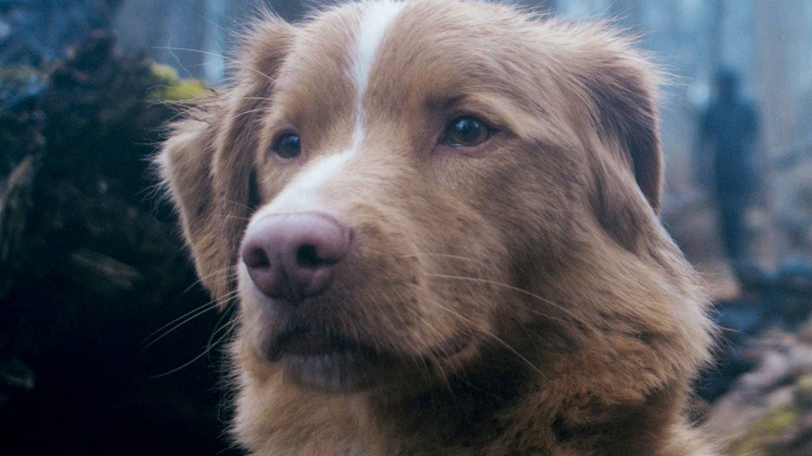Indy, the canine star of Good Boy