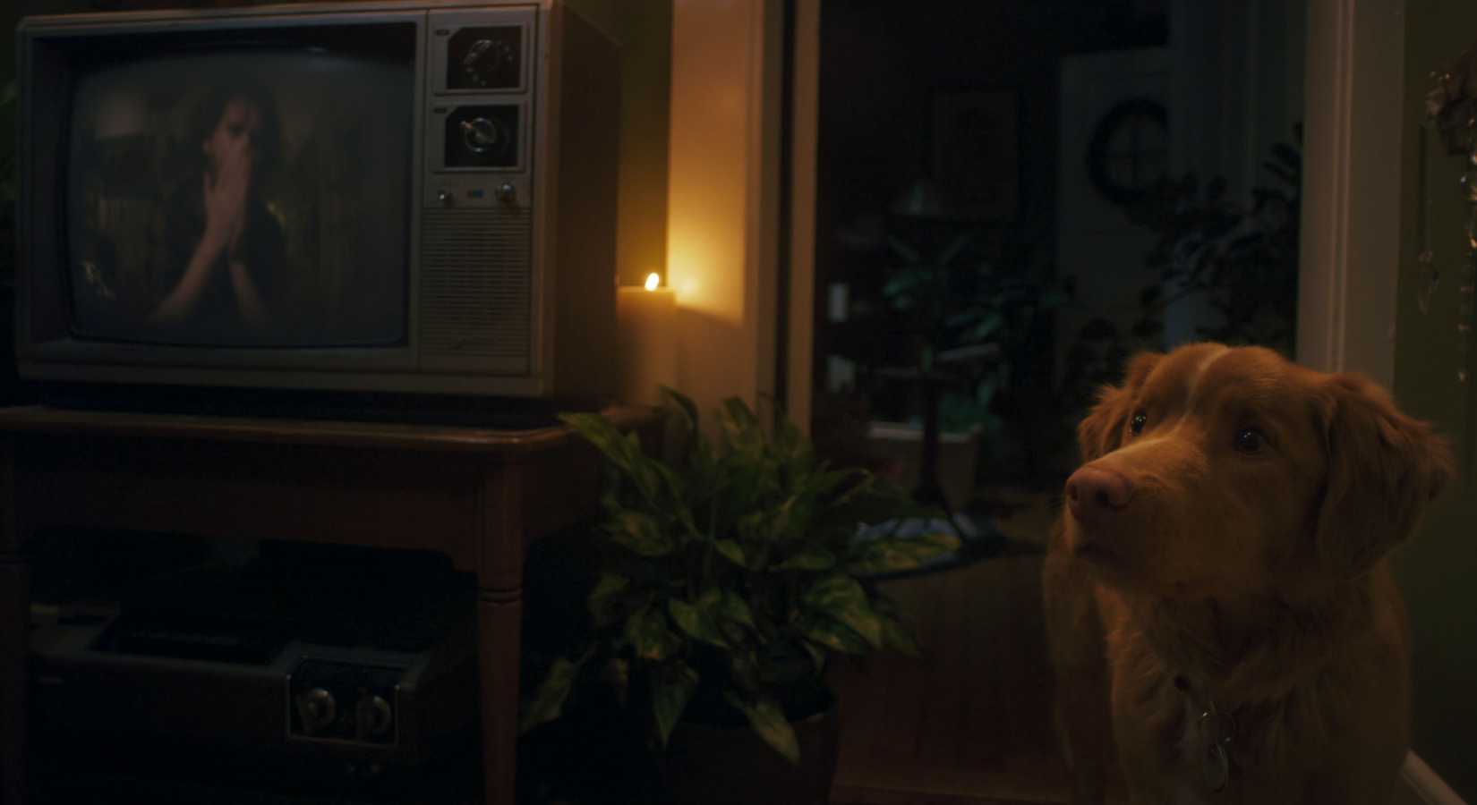 Indy the Dog in Good Boy (2)