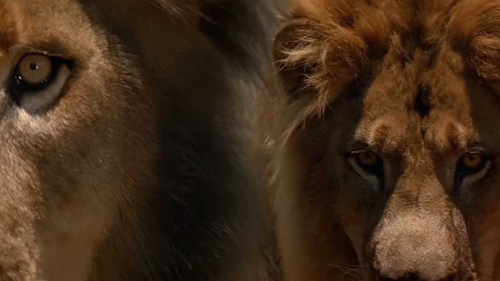 A lion in The Ghost and the Darkness 