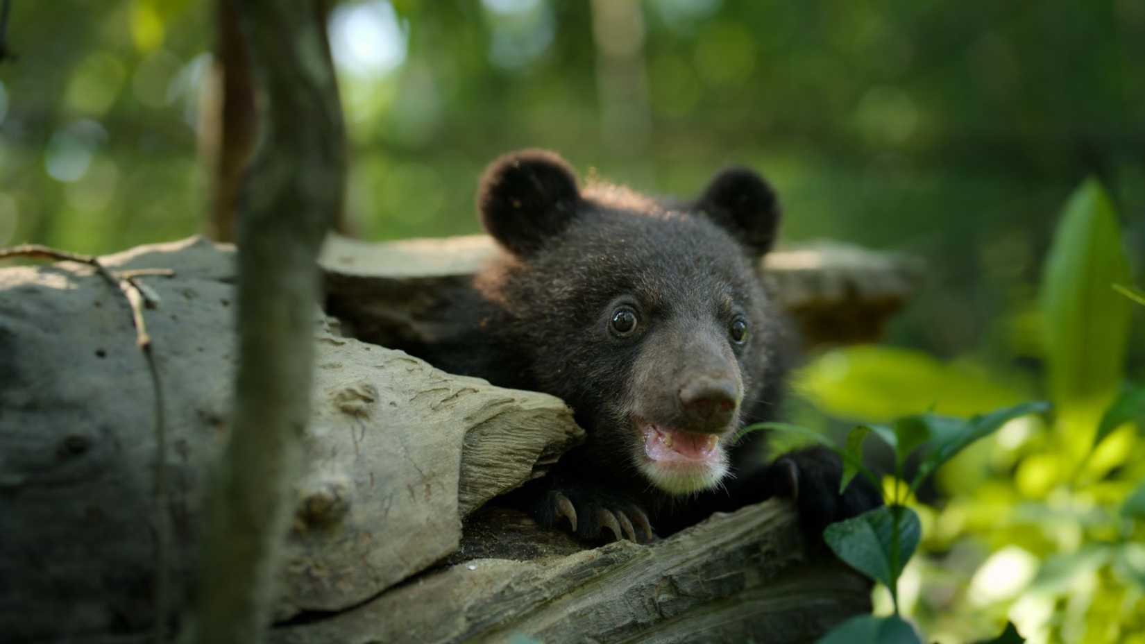 A baby bear from the Apple TV Docuseries 'Born to Be Wild' 