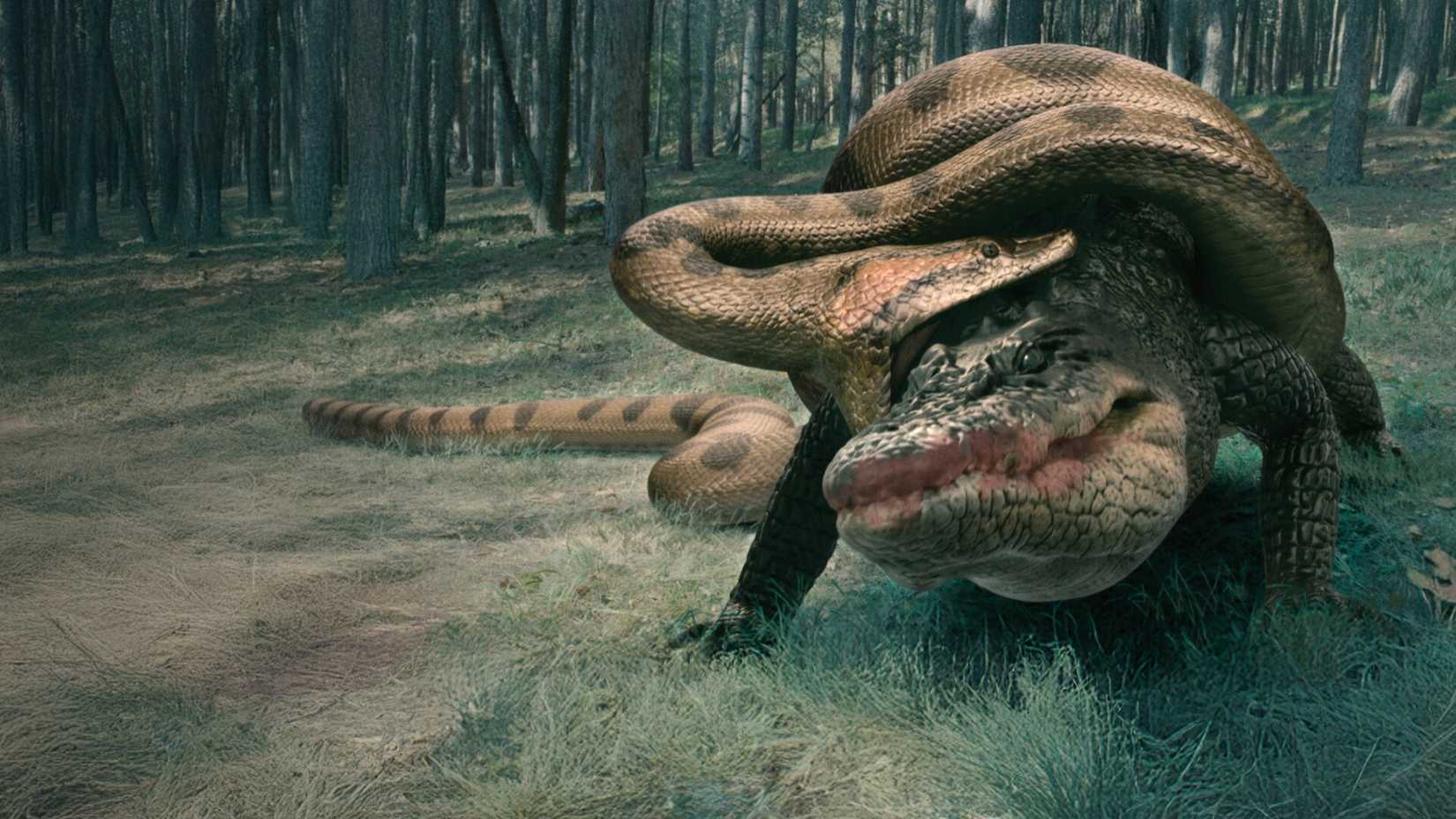 The creatures fighting in Lake Placid vs Anaconda