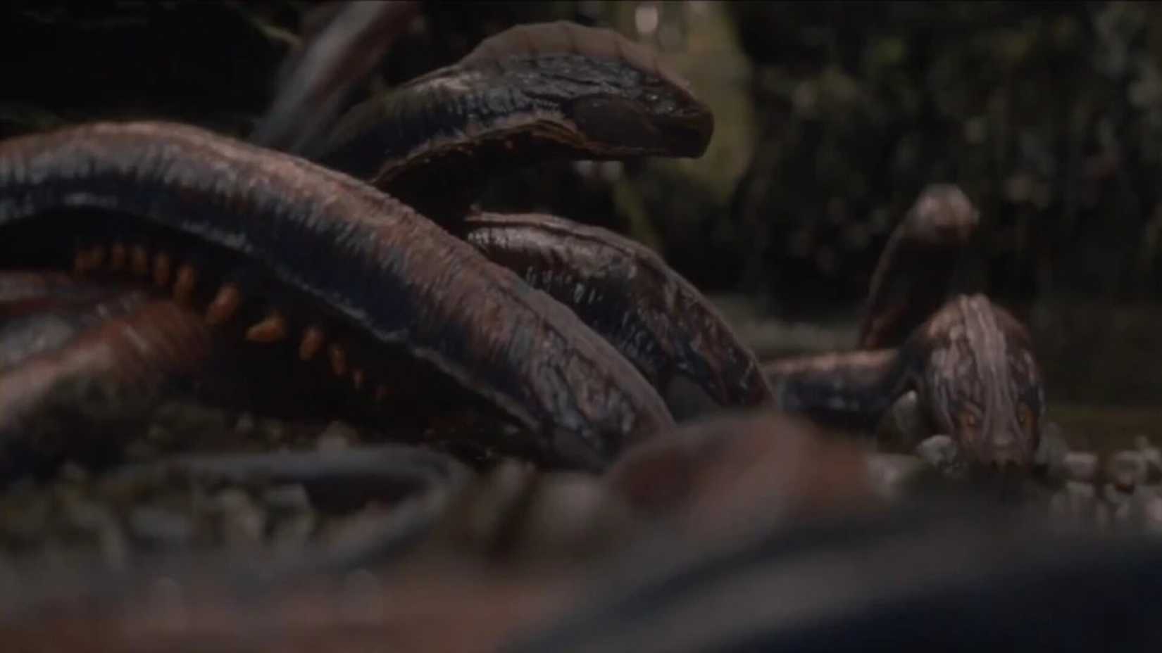 The Imbre Anguis creatures in 'Predator: Badlands'