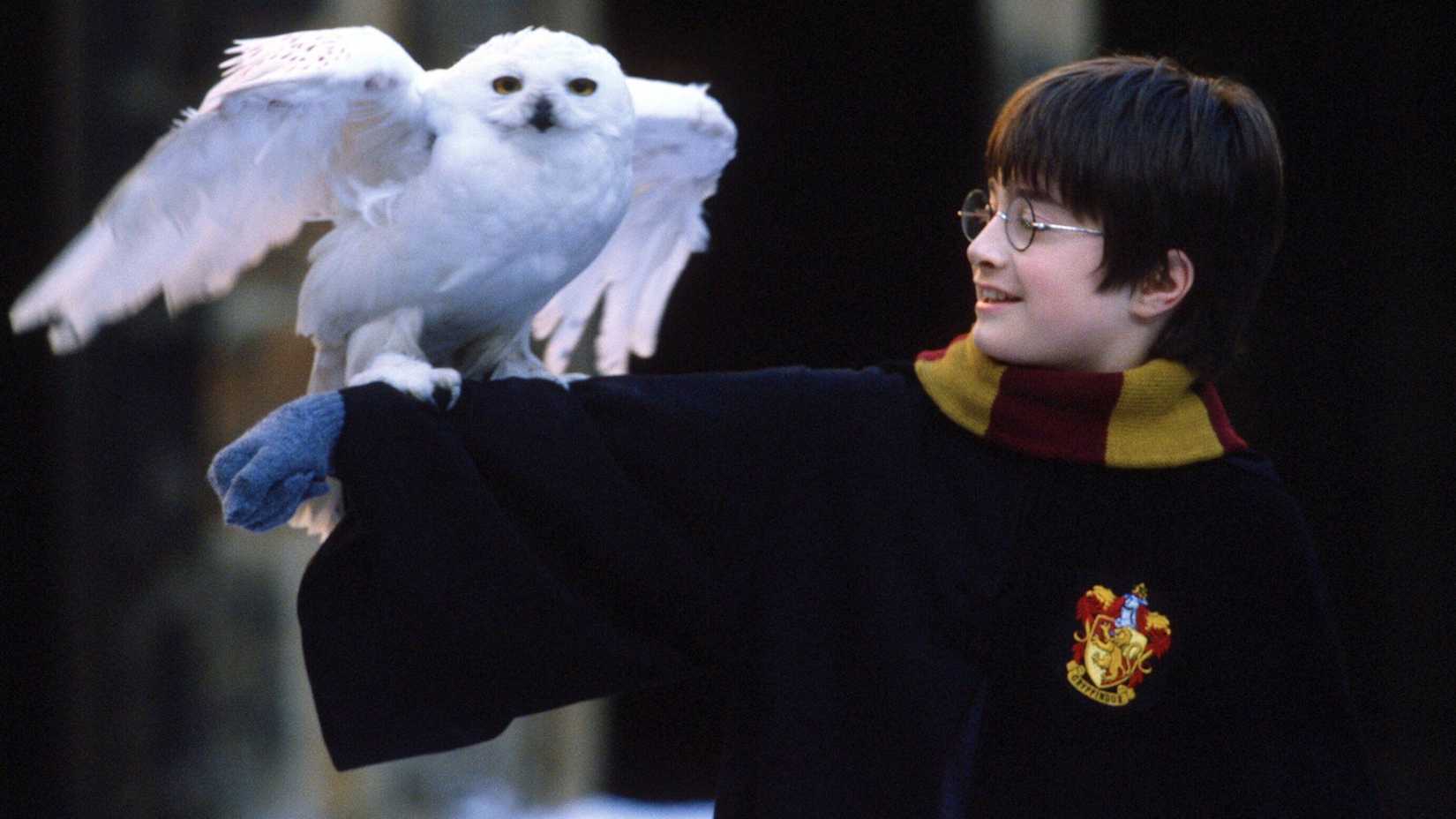 Daniel Radcliffe's Harry Potter with Hedwig in Harry Potter and the Sorcerer's Stone