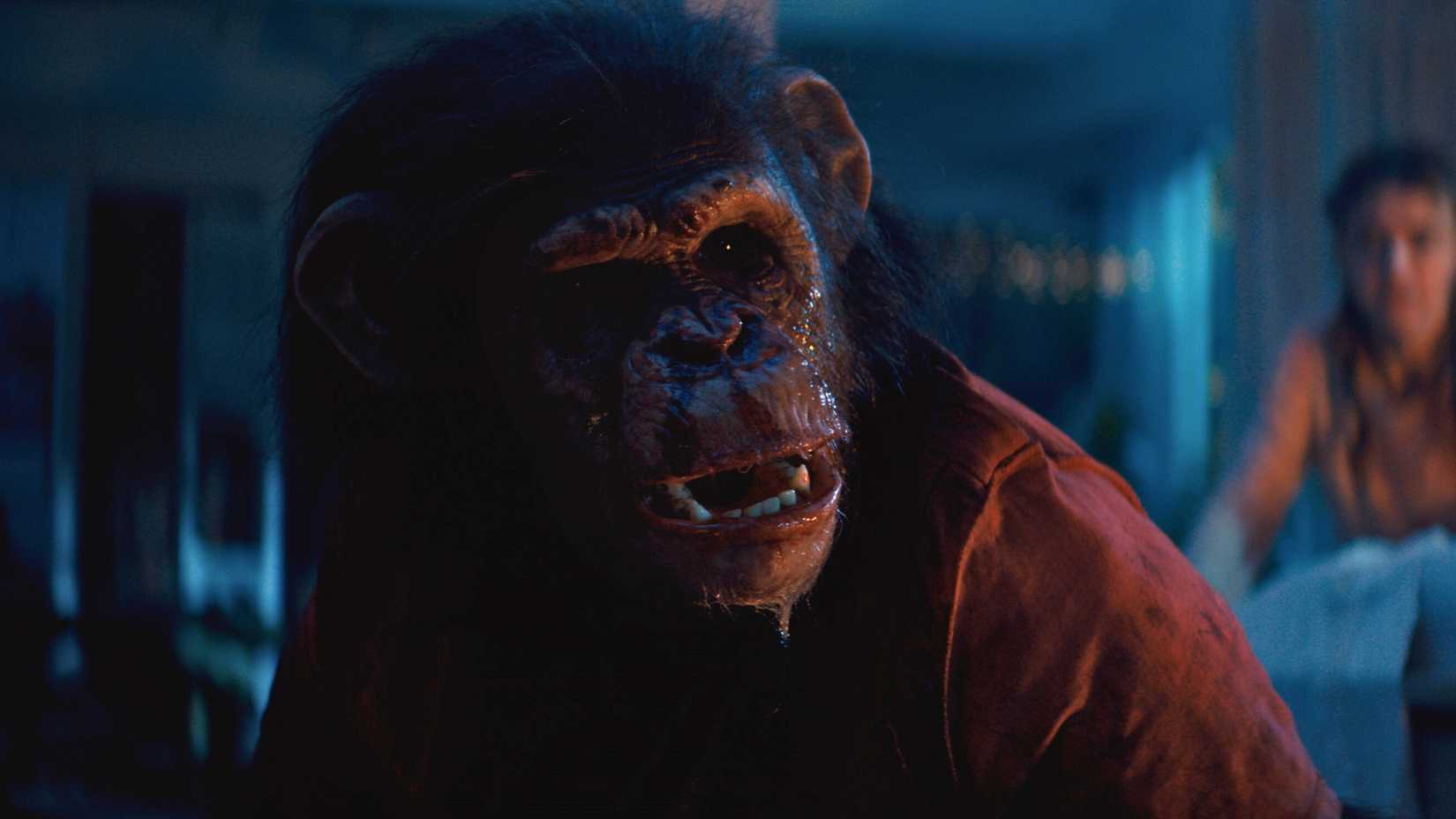 Chimp in Primate