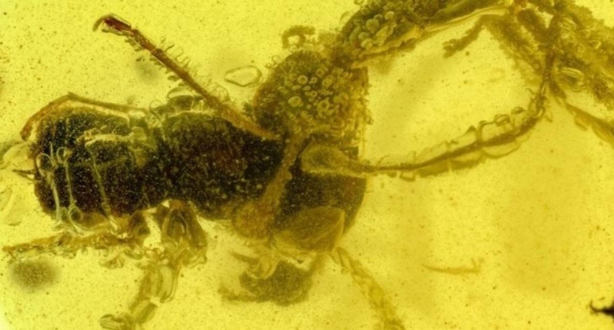 Prehistoric Hell Ant Trapped in Amber Is Stuck Eating Its Prey 99 ...