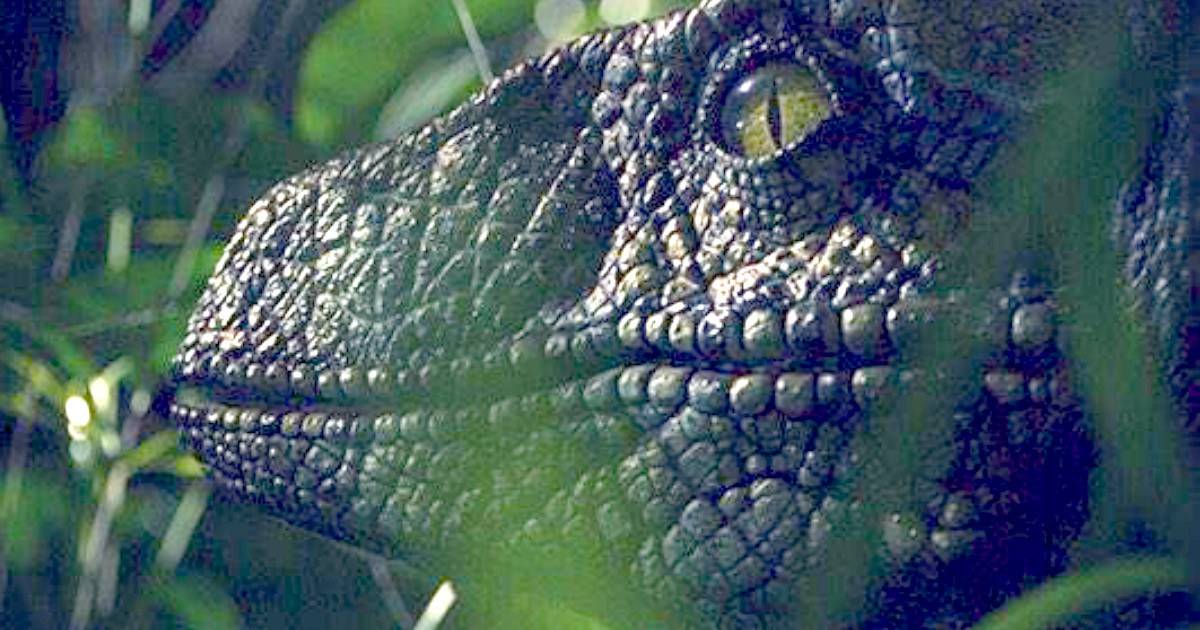 Into Raptor Jurassic World Photo: Raptors Are Coming Tomorrow!