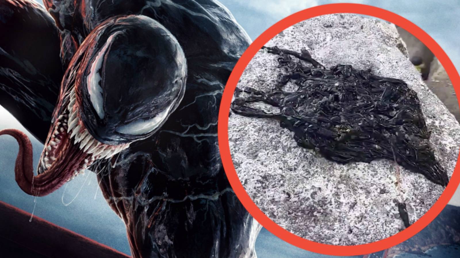 Real Venom Symbiote Discovered in Viral Video Has the Internet Freaking Out