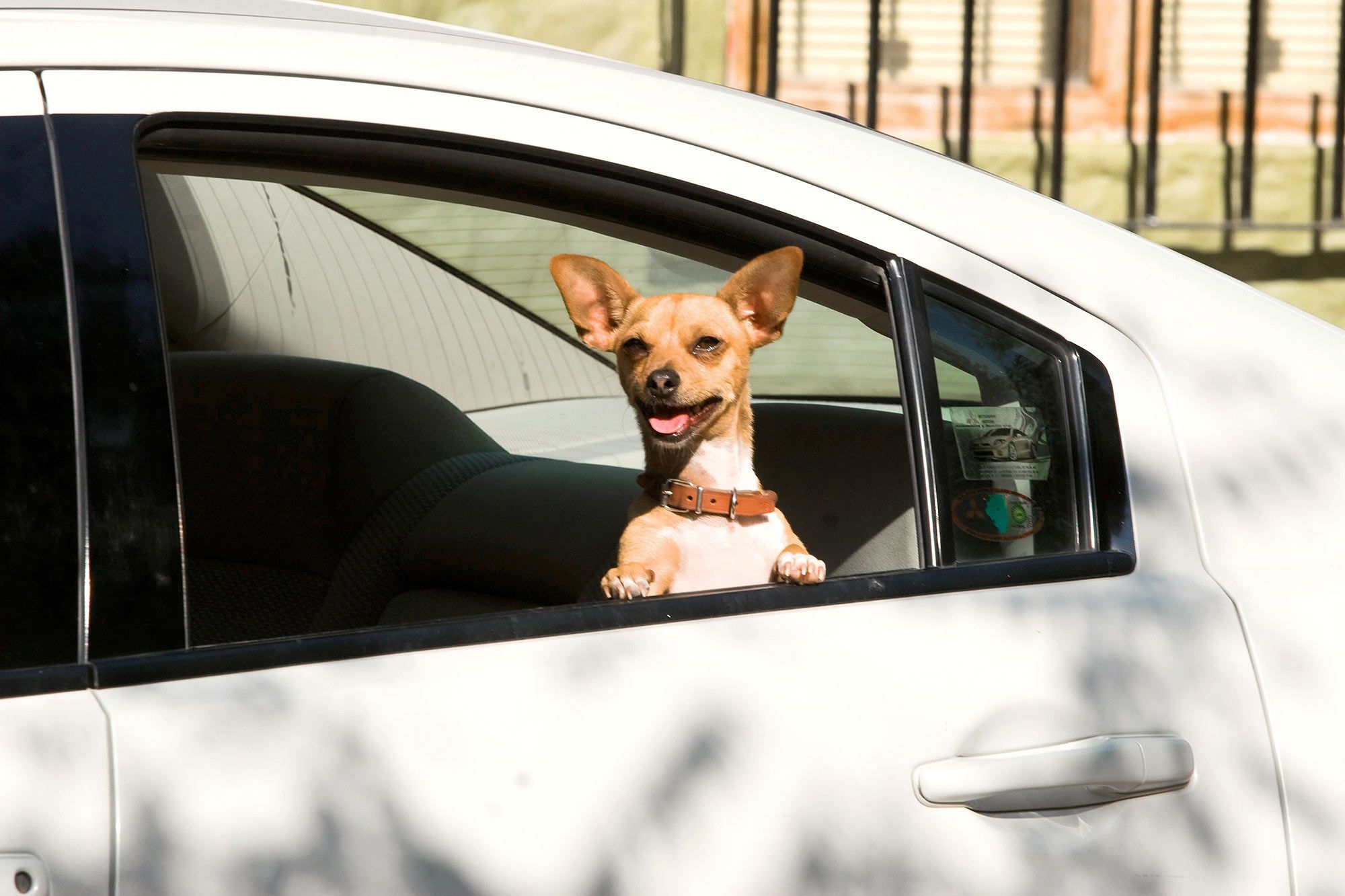 George Lopez Gives the Lowdown on Beverly Hills Chihuahua, image size:2000x1333