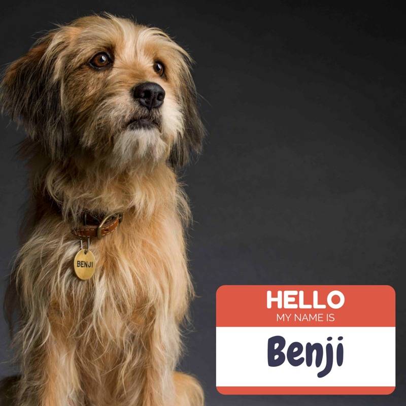Benji Reboot Begins Shooting Blumhouse Shares First Photo benji-reboot-begins-shooting-blumhouse-shares-first-photo